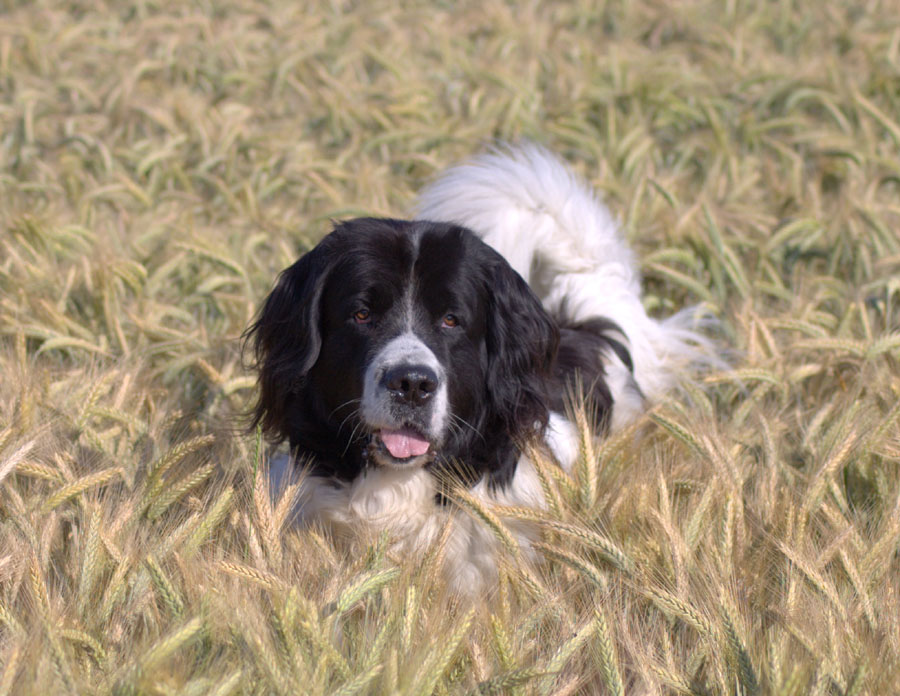 Dusty im Kornfeld