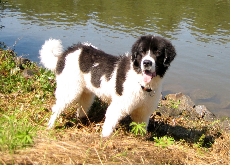 Finn am Wasser