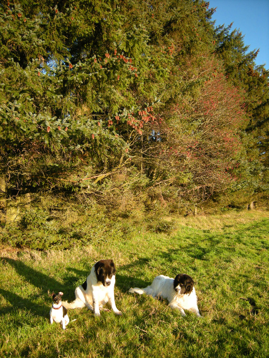 Hunde im Herbst 02