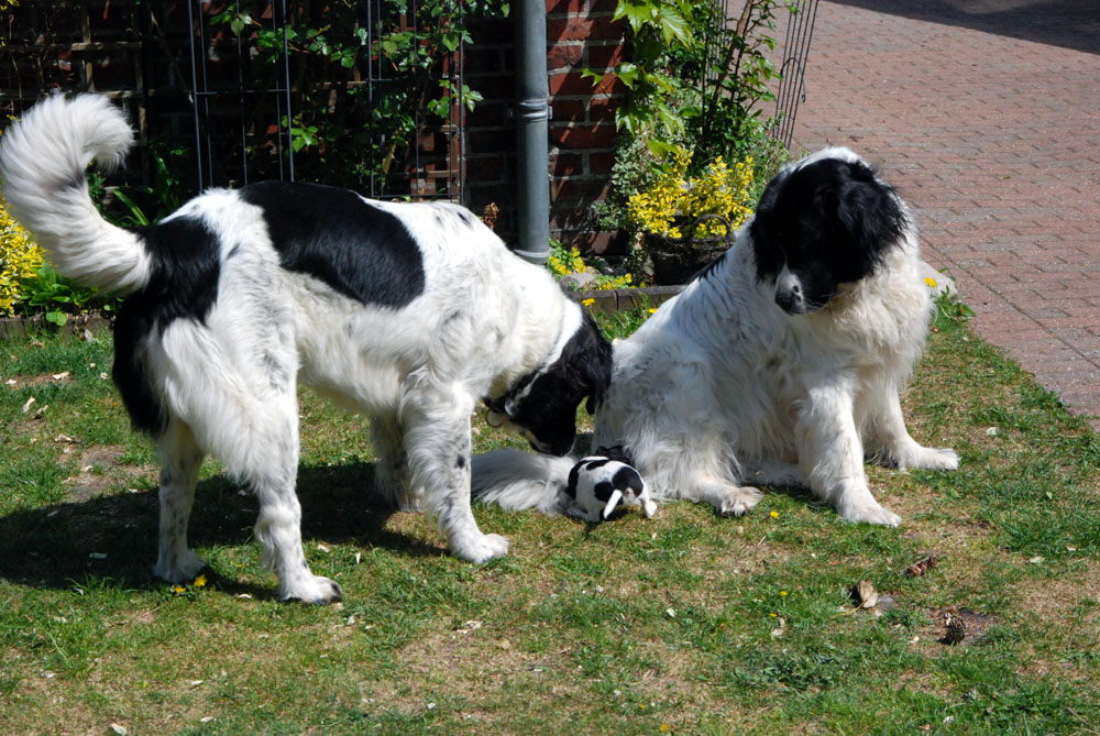 Landseer_erstaunt